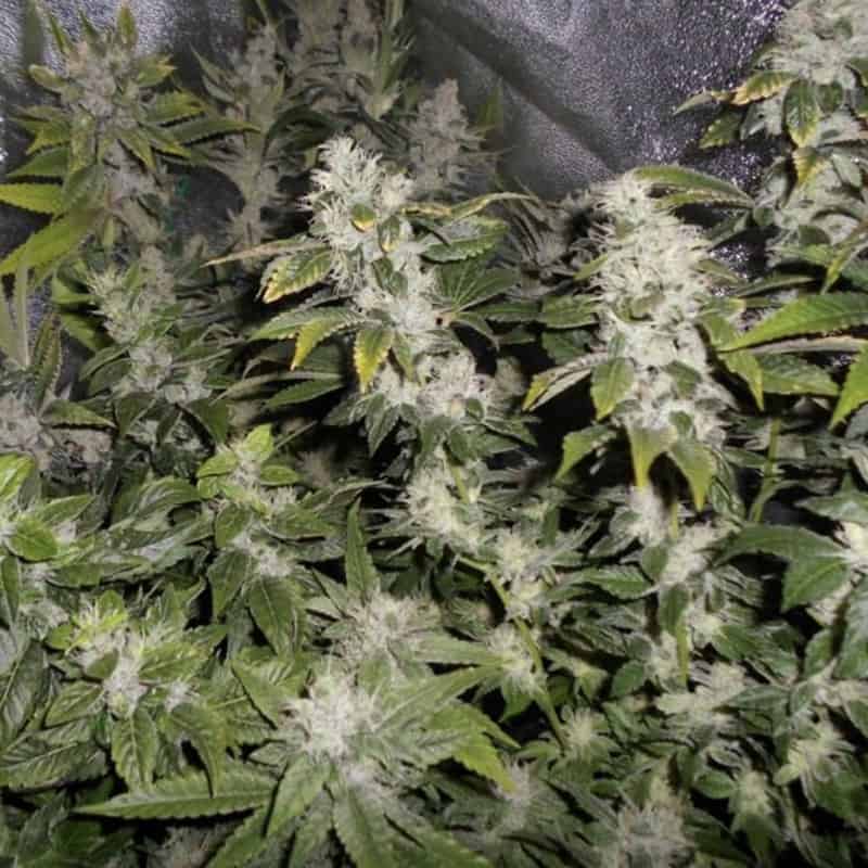 Sourwalker Seeds - Pheno Finder Seeds