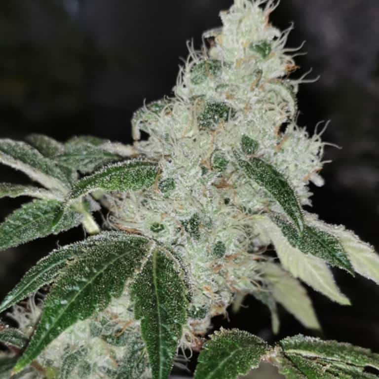 Sowah Sherbert Seeds - Pheno Finder Seeds