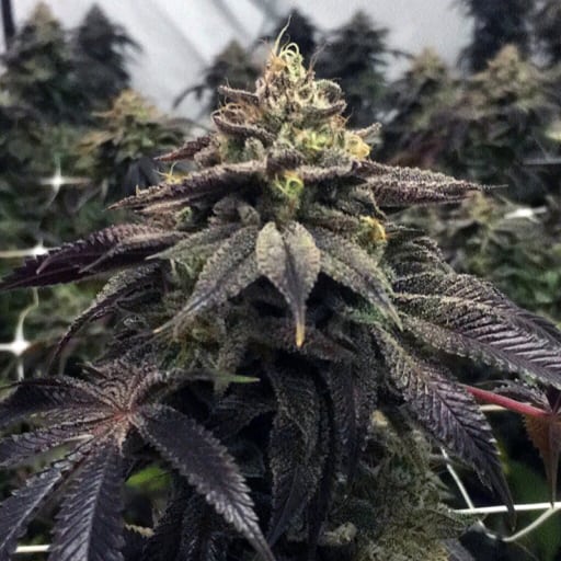 StarCake Seeds - Pheno Finder Seeds