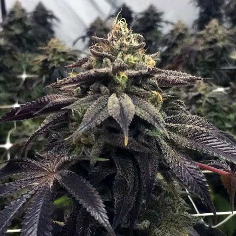 StarCake Seeds - Pheno Finder Seeds