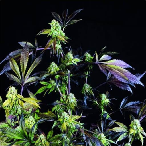 Sunset Sherbet Seeds - Pyramid Seeds