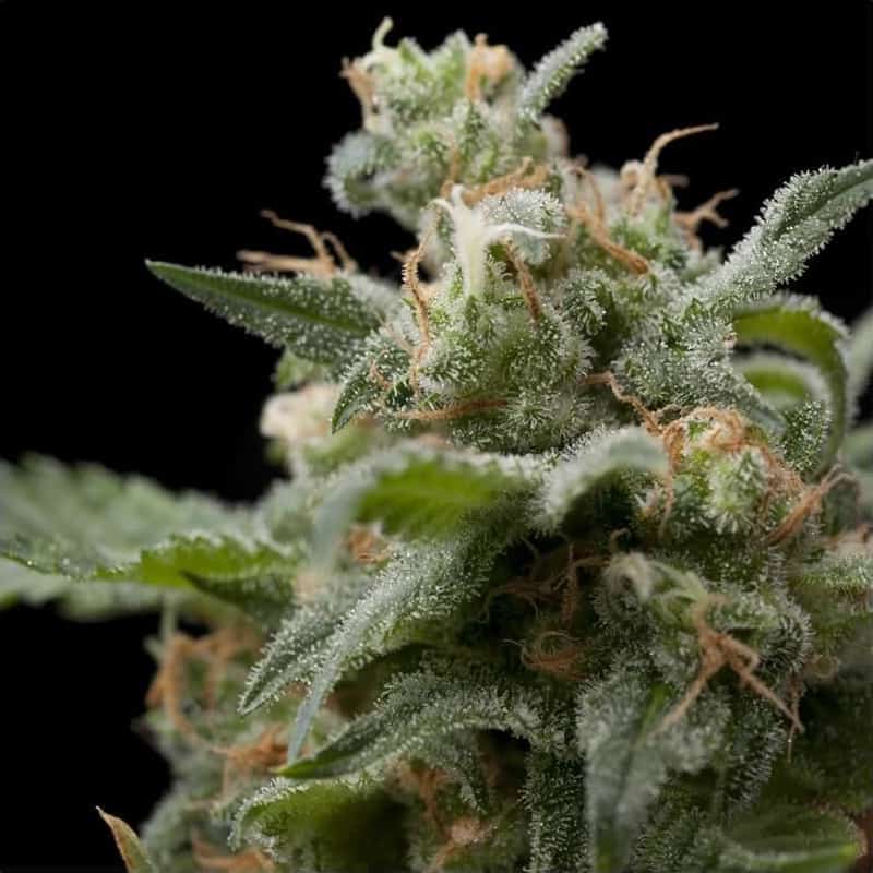 Super Hash Seeds - Pyramid Seeds