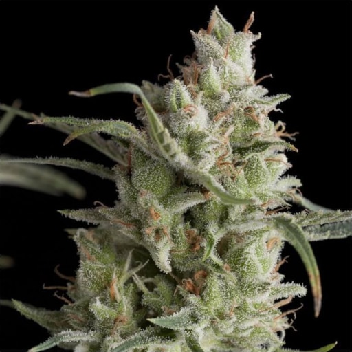 Super OG Kush Seeds - Pyramid Seeds