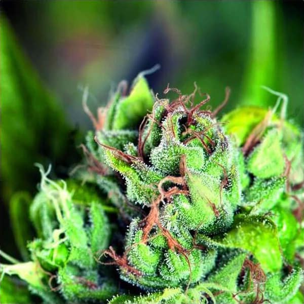 Tahoe Cure Seeds - Pyramid Seeds