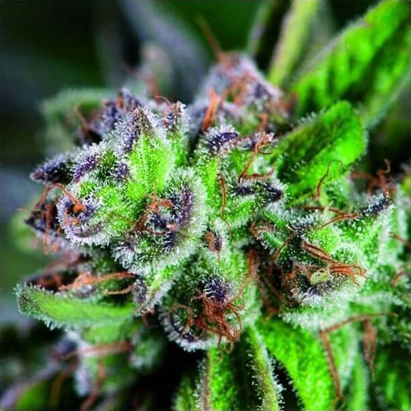 Watermelon Zkittlez Seeds - Pyramid Seeds