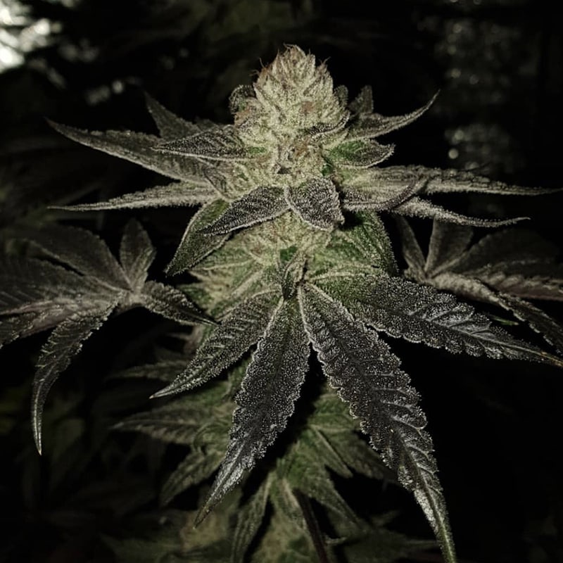 Wedding Cake Seeds - Pheno Finder Seeds