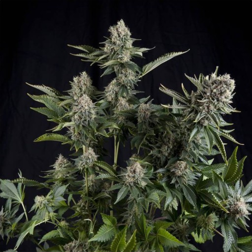 White Widow Pyramid Seeds