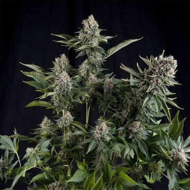 White Widow Pyramid Seeds