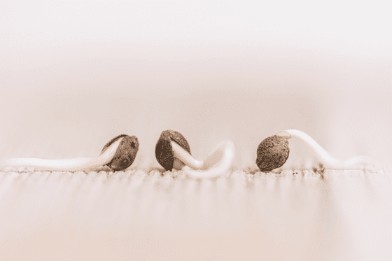 How to Germinate Cannabis Seeds?