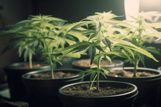 How to plant marijuana seeds directly in soil?
