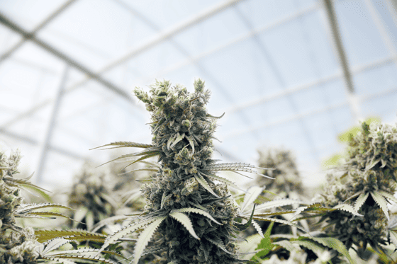 When To Harvest Cannabis Plants?