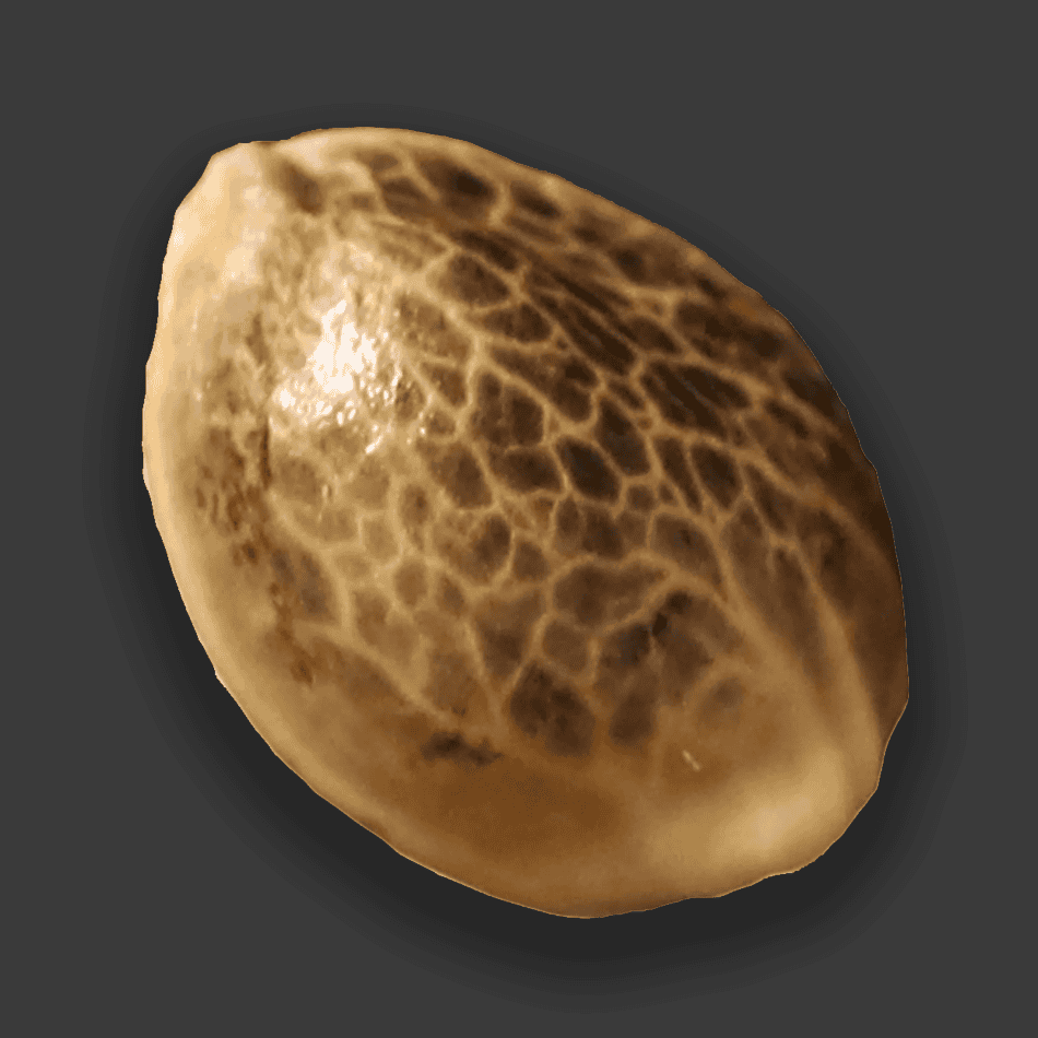 Bonus Seed