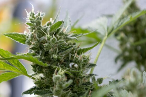 Autoflower vs Photoperiod Cannabis Seeds: What’s the Difference?