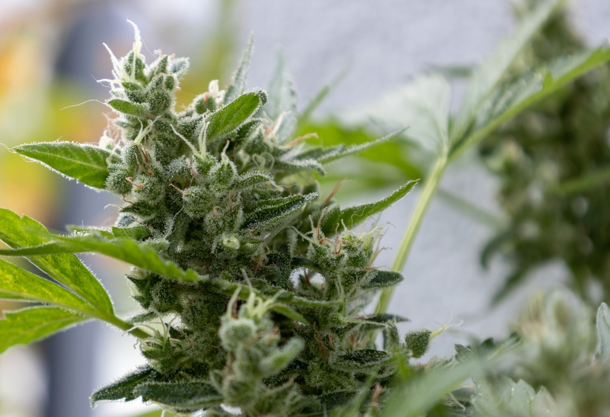 Autoflower vs Photoperiod Cannabis Seeds: What’s the Difference?