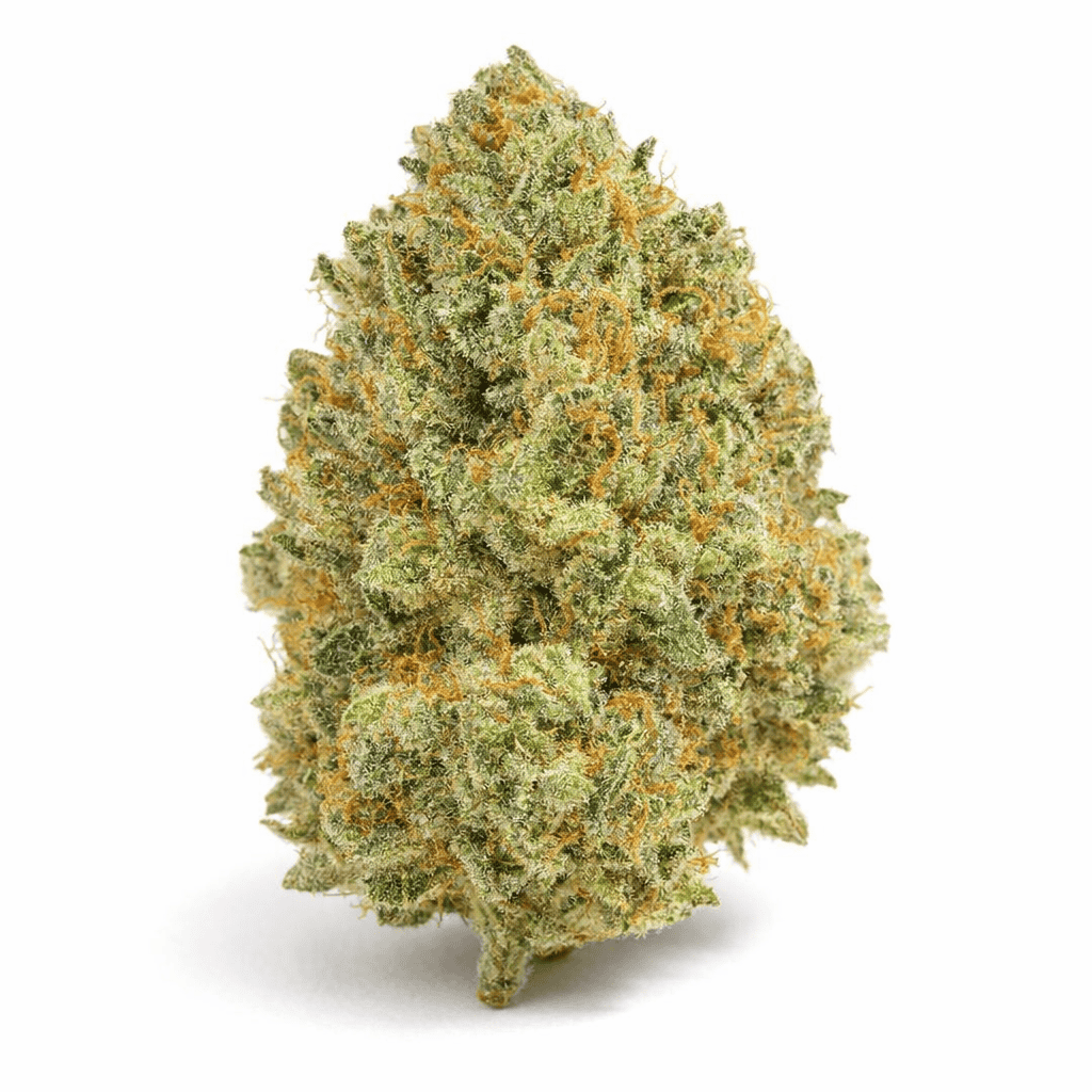 Jack Herer cannabis strain