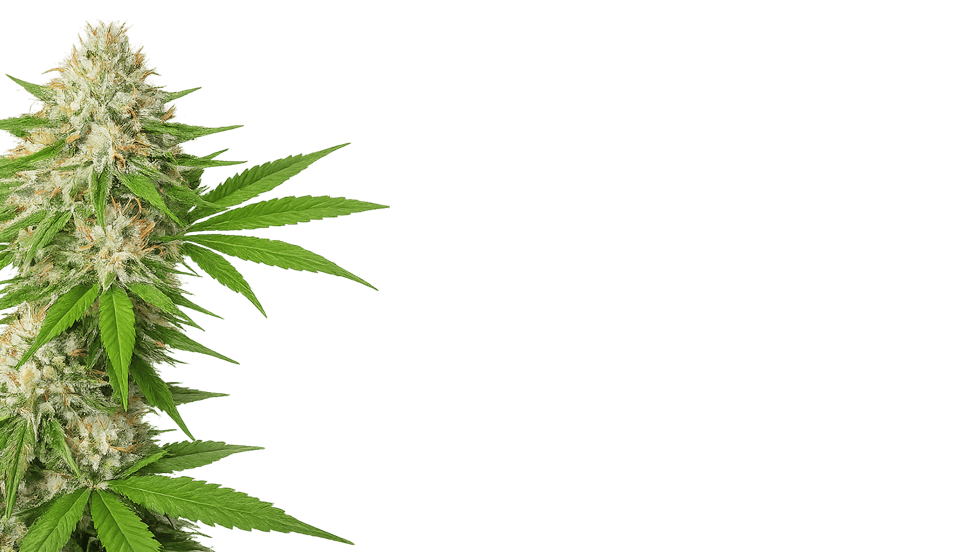 Shop Seeds by Strain