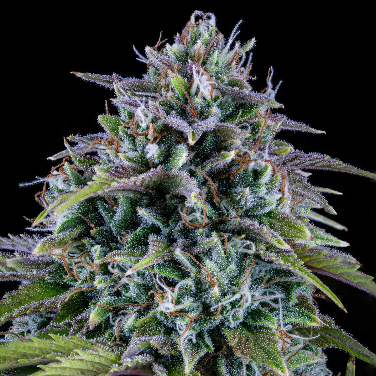 24 Carat Auto - Mephisto Genetics