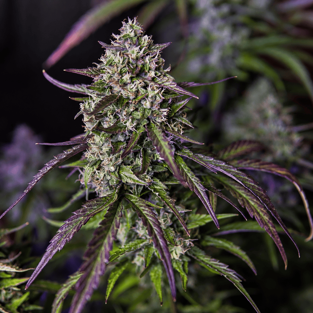 Mephisto Genetics - 3Wok OG Auto