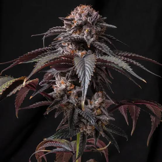 Beary White Auto - Mephisto Genetics
