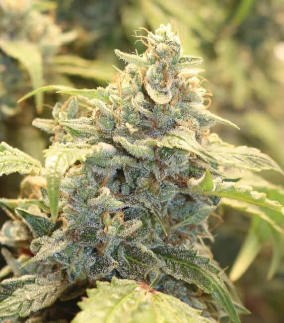 Creme-Tasmo Auto - Mephisto Genetics
