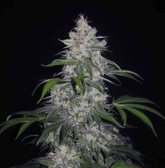 Fantasmo Express Auto - Mephisto Genetics