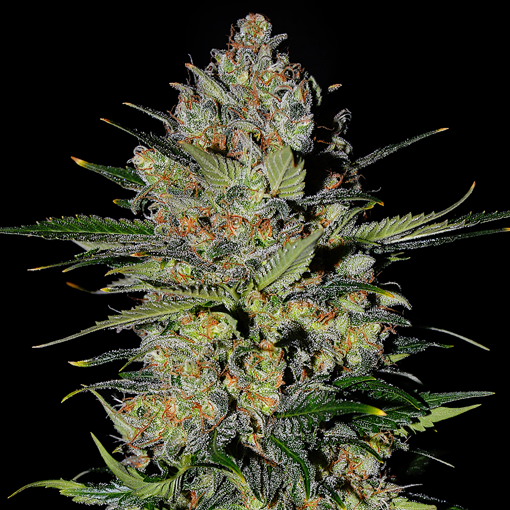 G13 Labs - Auto Pineapple Express 2