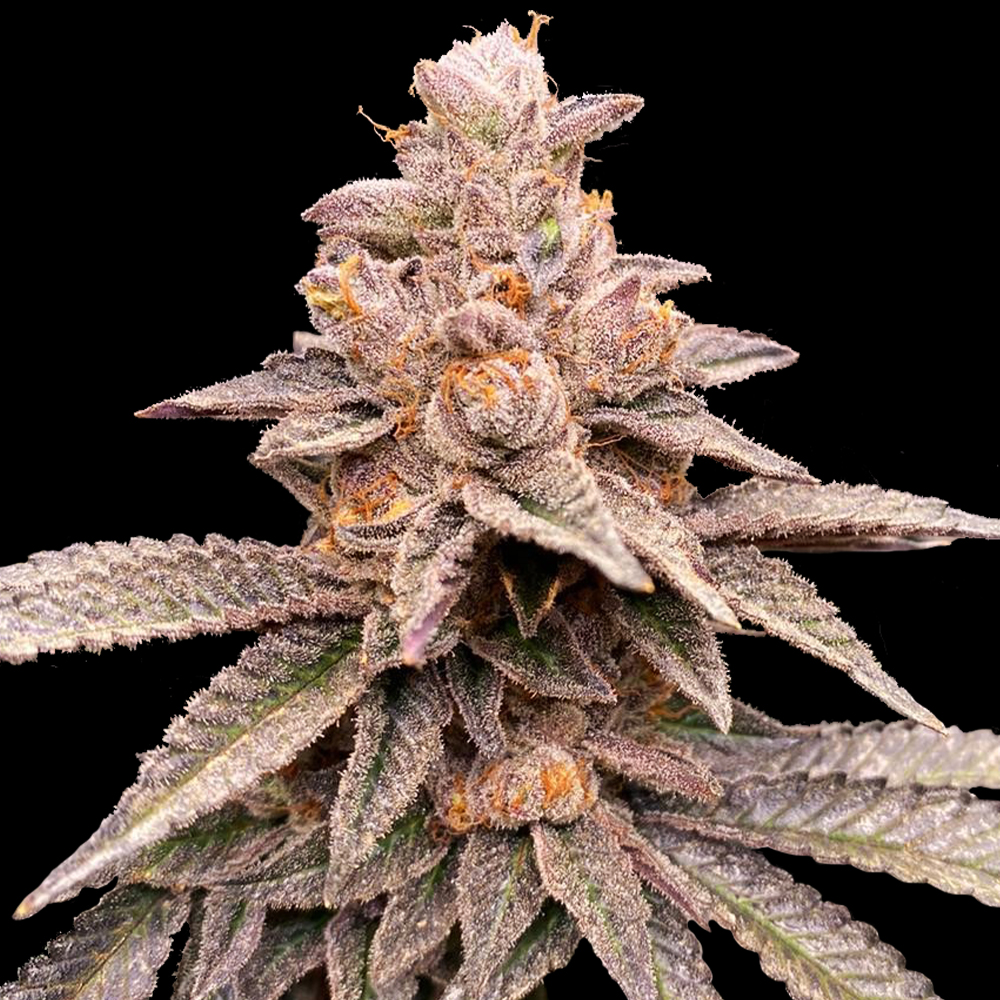 G13 Labs - Banana Latte