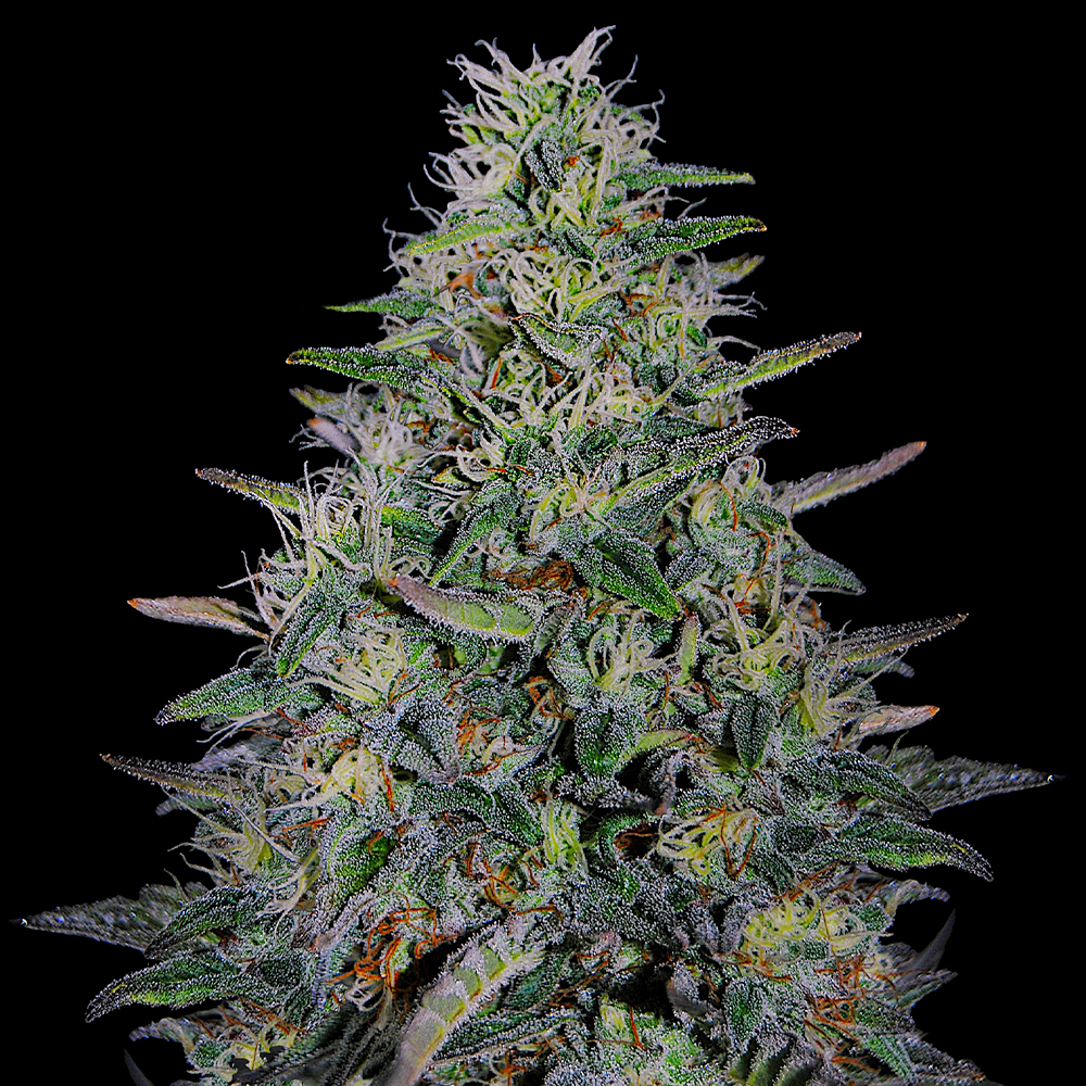 G13 Labs - Cherry Pavlova
