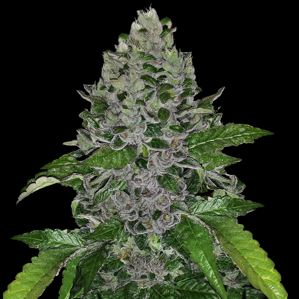 G13 Labs - Frozen Afghan Mintz