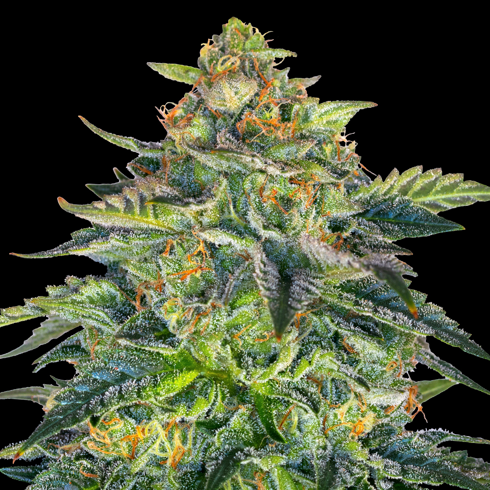 G13 Labs - London Cream Cake Auto