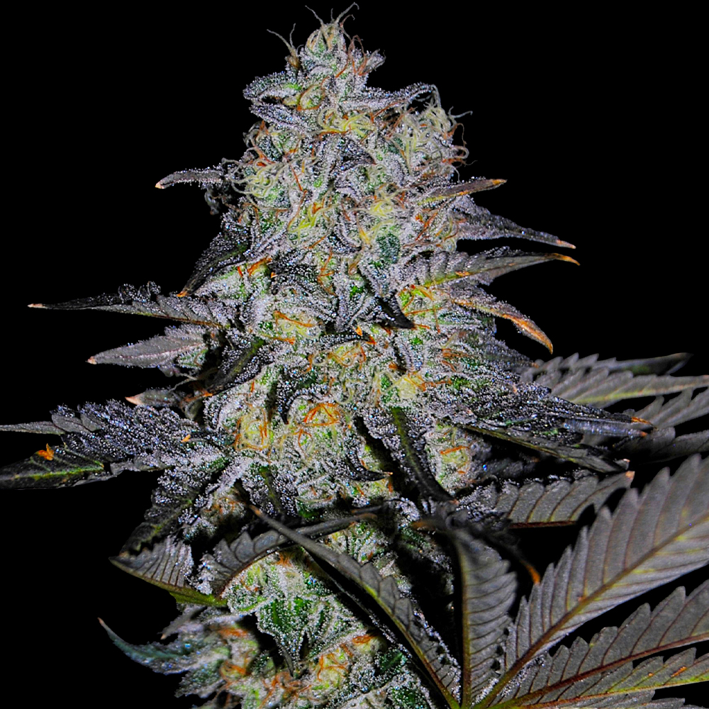 G13 Labs Magnetic Marker