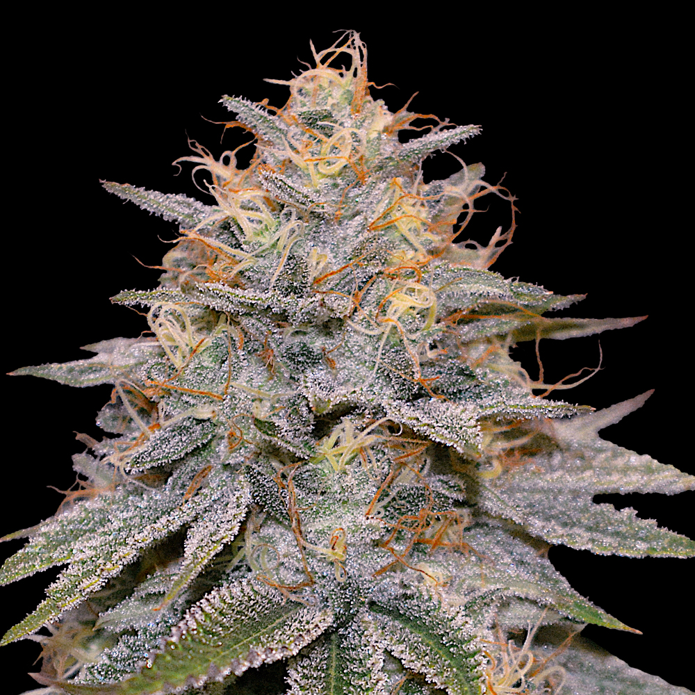 G13 Labs - Orange Frappe