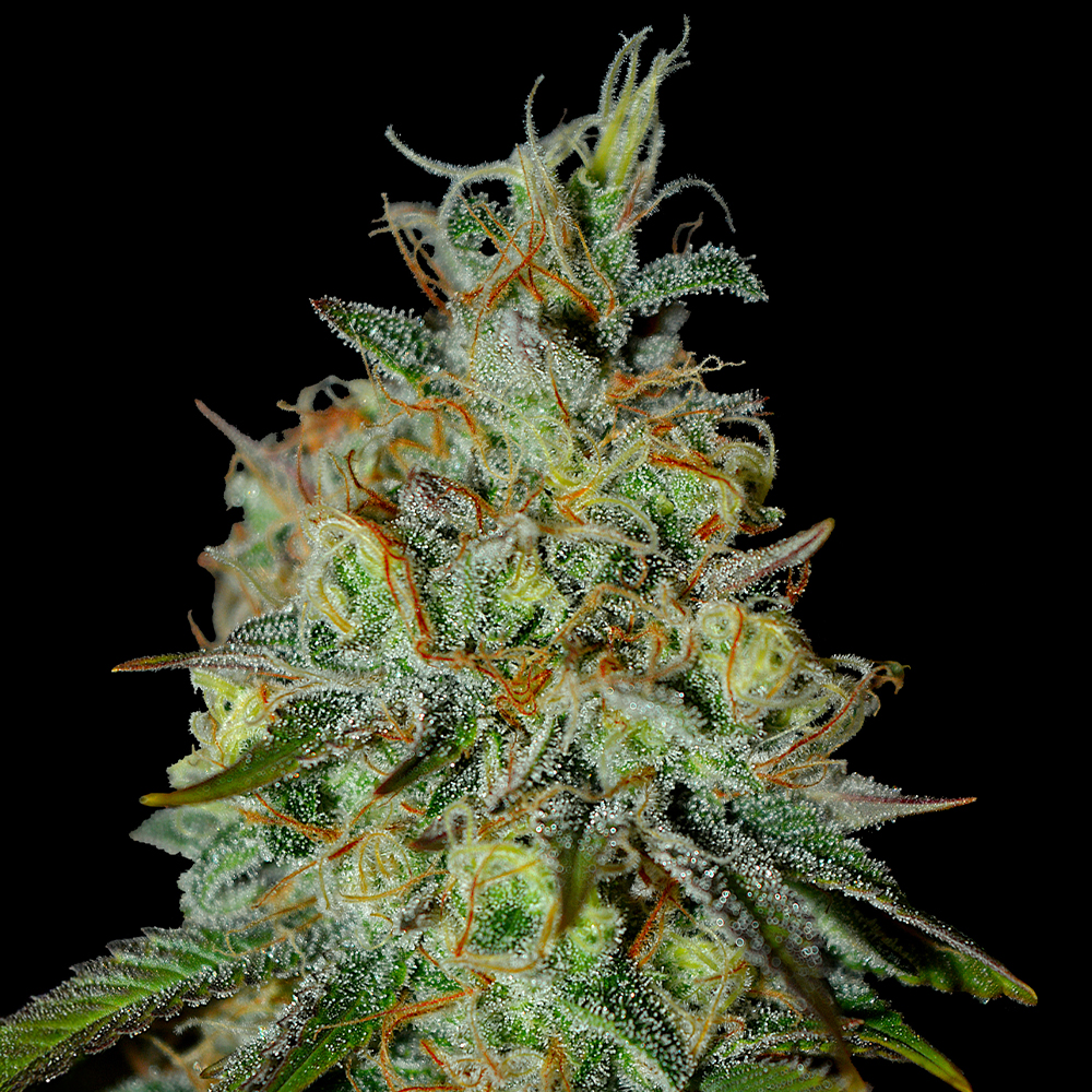 G13 Labs - Picante
