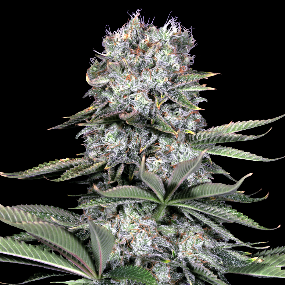 G13 Labs - Runtz 13