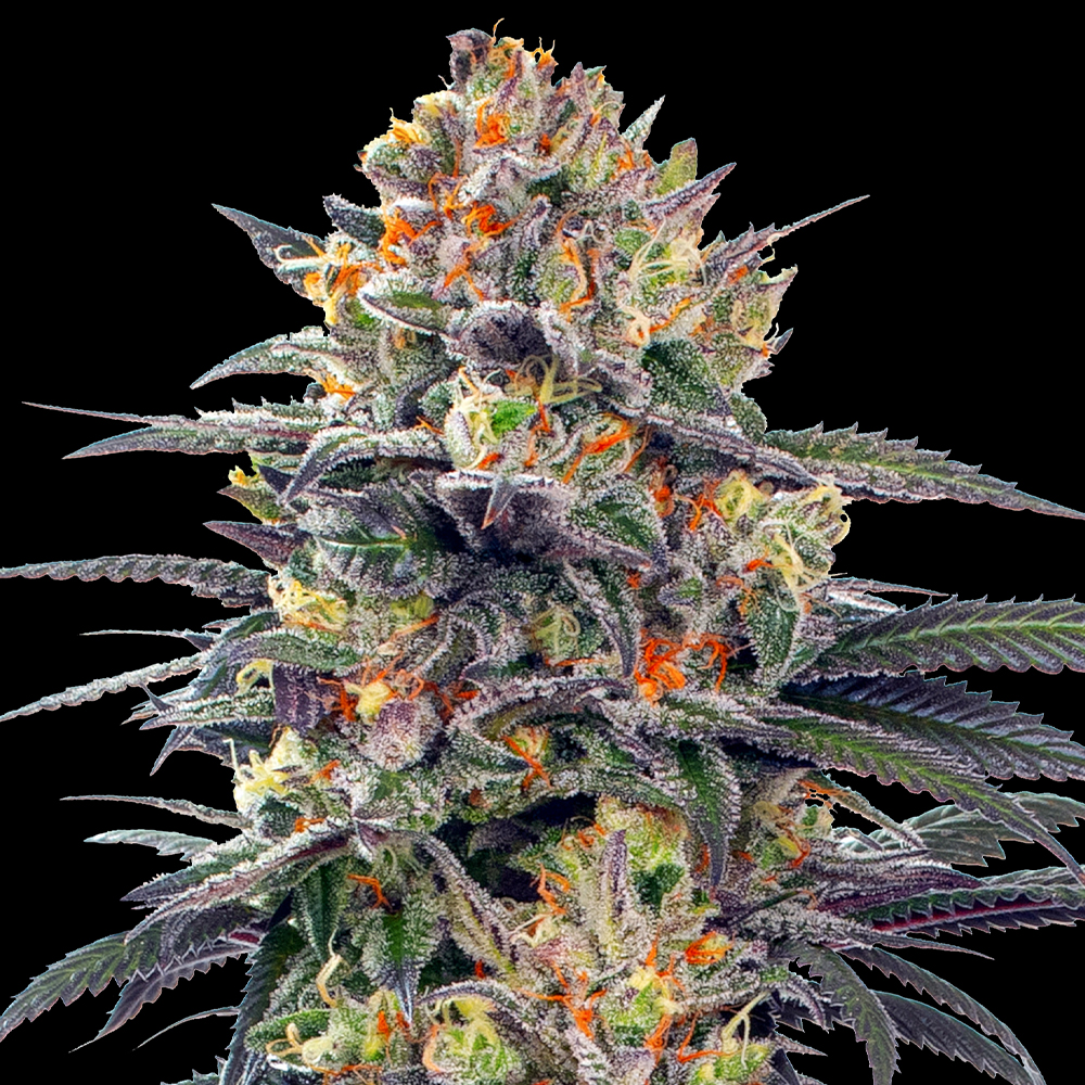 G13 Labs - Jealous Mary Auto