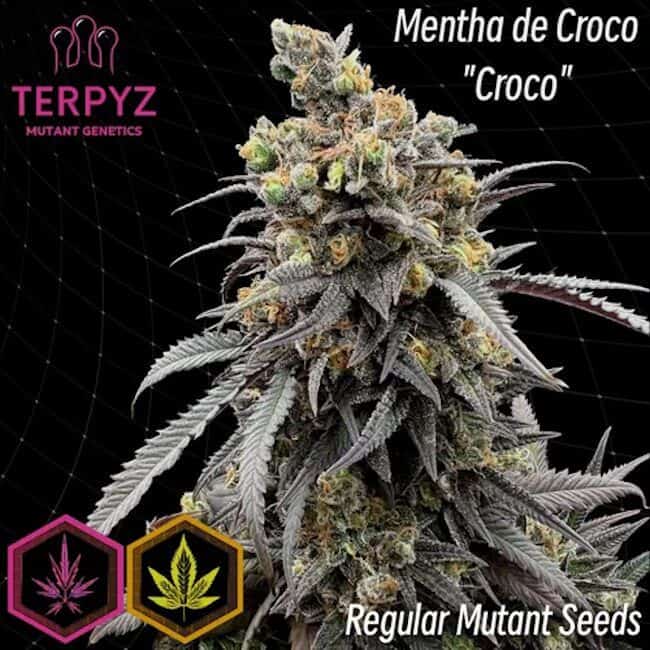TerpyZ Mutant Genetics - Mentha de Croco 'Croco' Bx