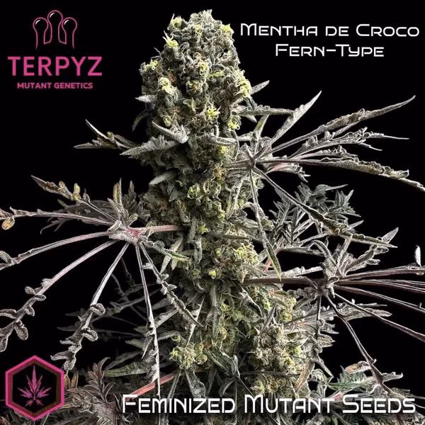TerpyZ Mutant Genetics - Mentha de Croco 'Fern-Type'