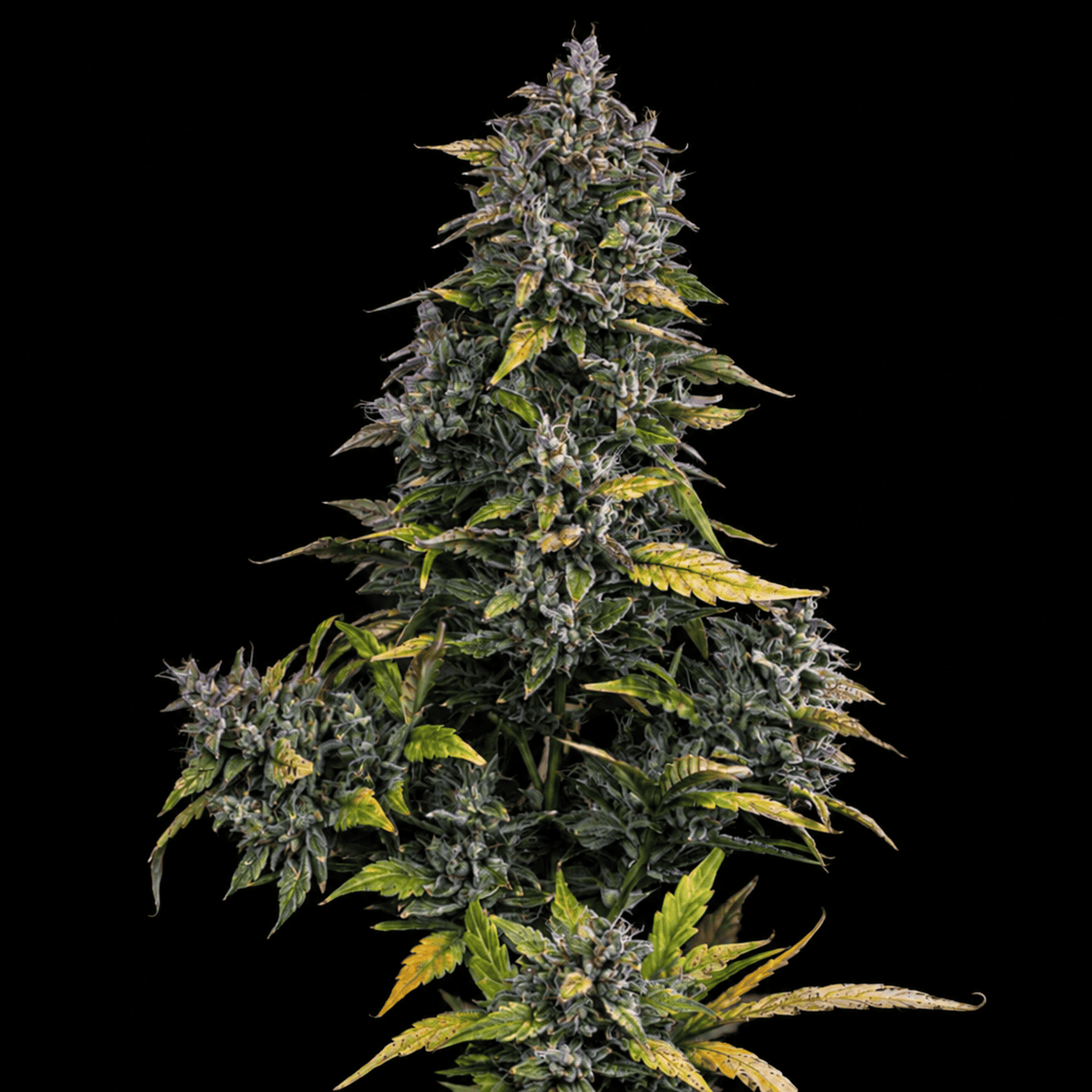 Mephisto Genetics - S.O.D.K Auto
