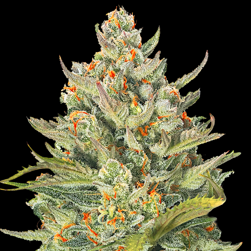 Mimosa Max Auto - G13 Labs