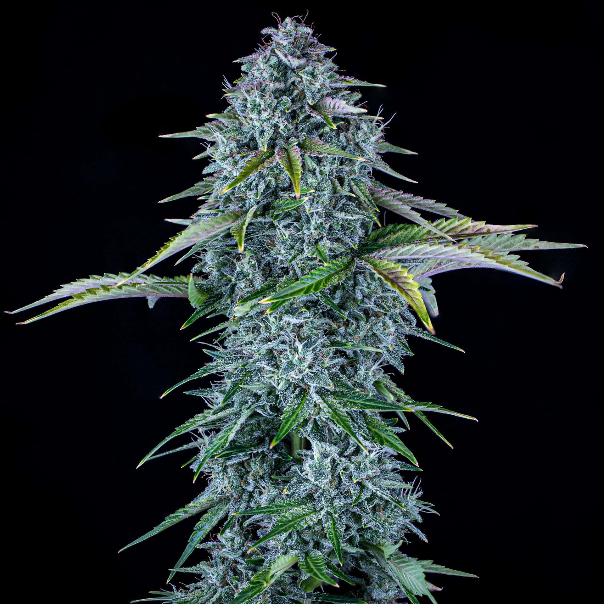 Orange Diesel Auto - Mephisto Genetics