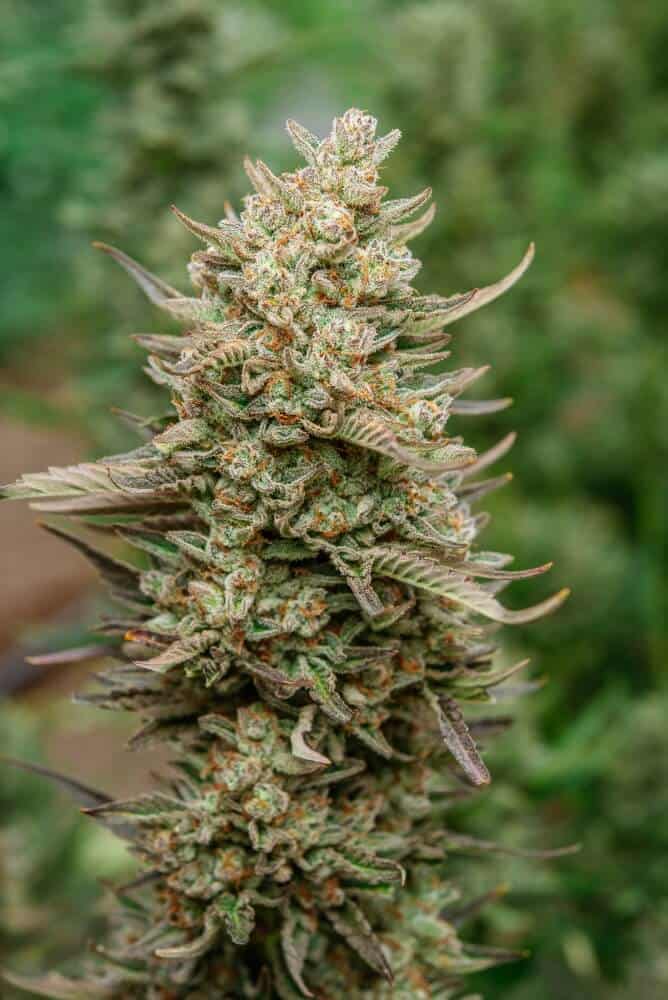 Atlas Seed - Top Gun Auto