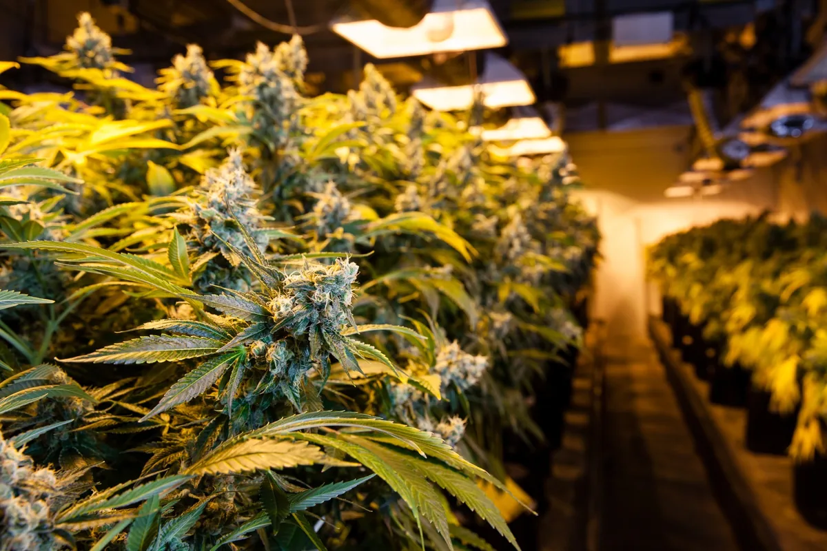 Autoflower Vs Photoperiod Cannabis Plants