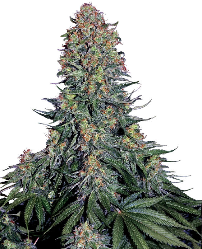 Blue Skunk Feminised Seeds - Sensi Seeds