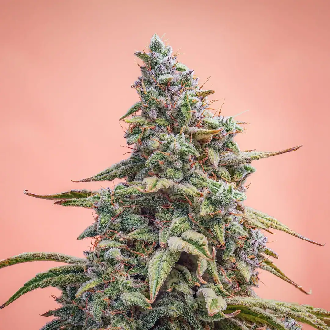 Canna-Cheese CBD 1:1 Auto - Mephisto Genetics