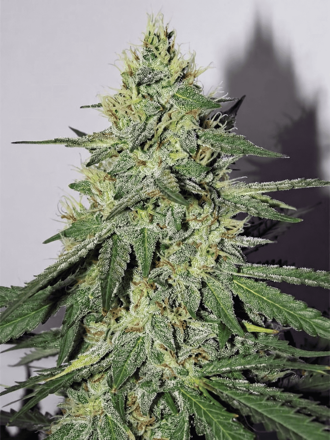 Chemdogging Auto - Mephisto Genetics