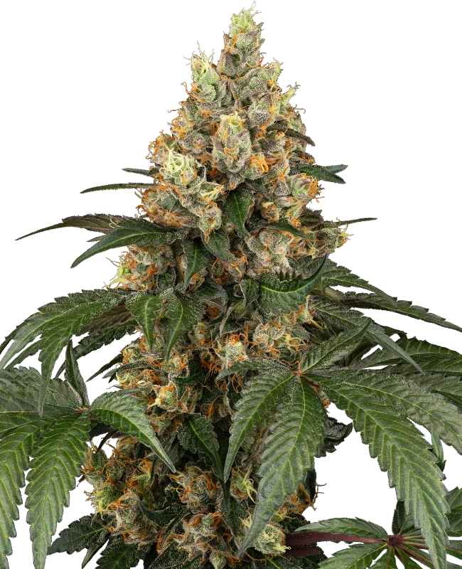 Chocolate Rainbow Xxl Feminised Seeds - Sensi Seeds