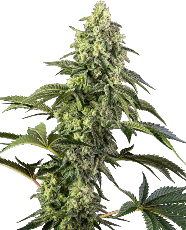 Cosmic Kiss Feminised Seeds - Sensi Seeds