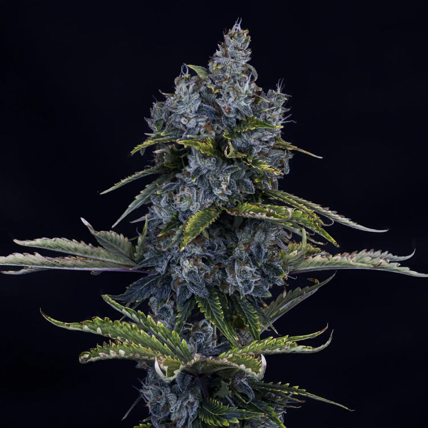 Mephisto Genetics - Forgotten Cookies Auto
