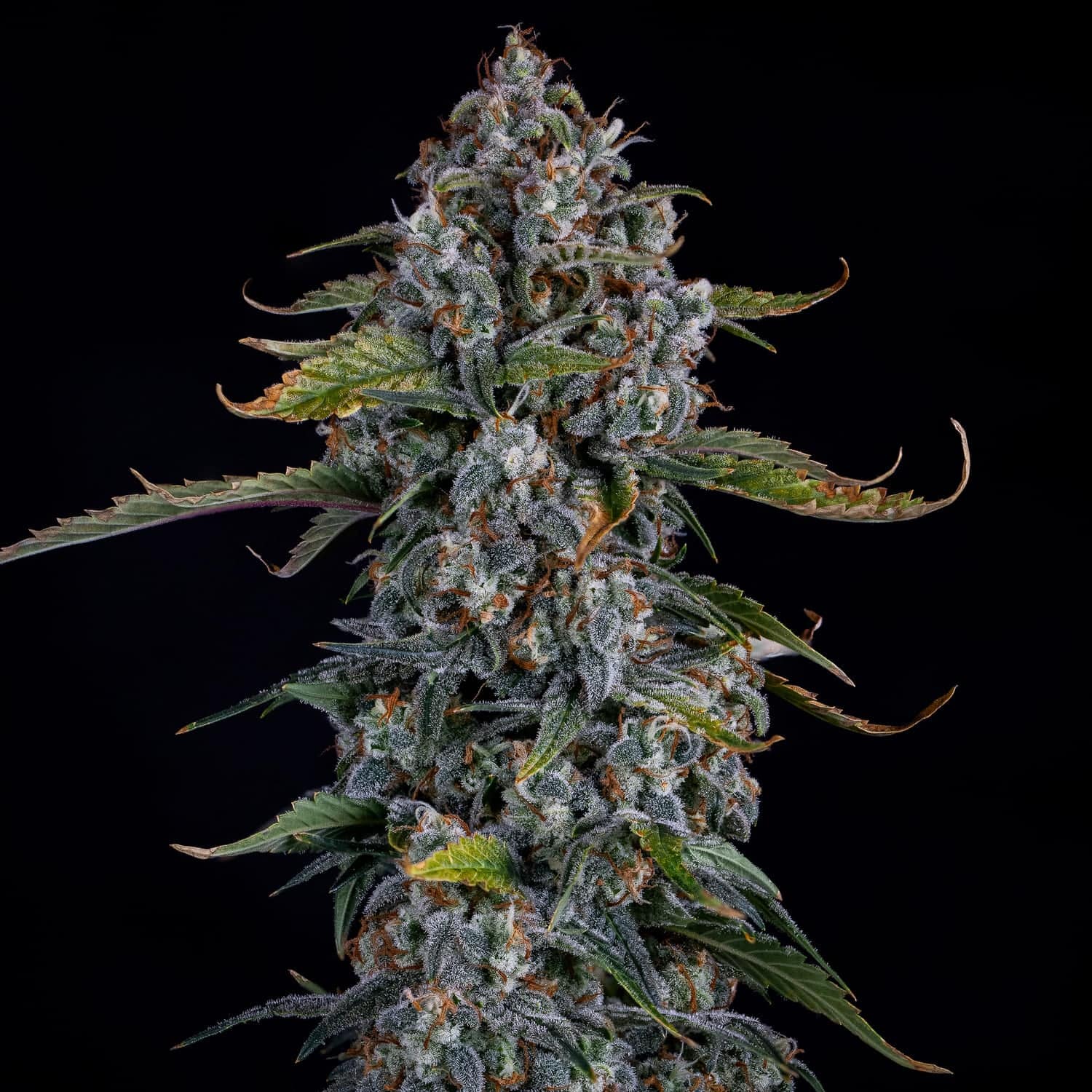 Forum Stomper Auto -Mephisto Genetics