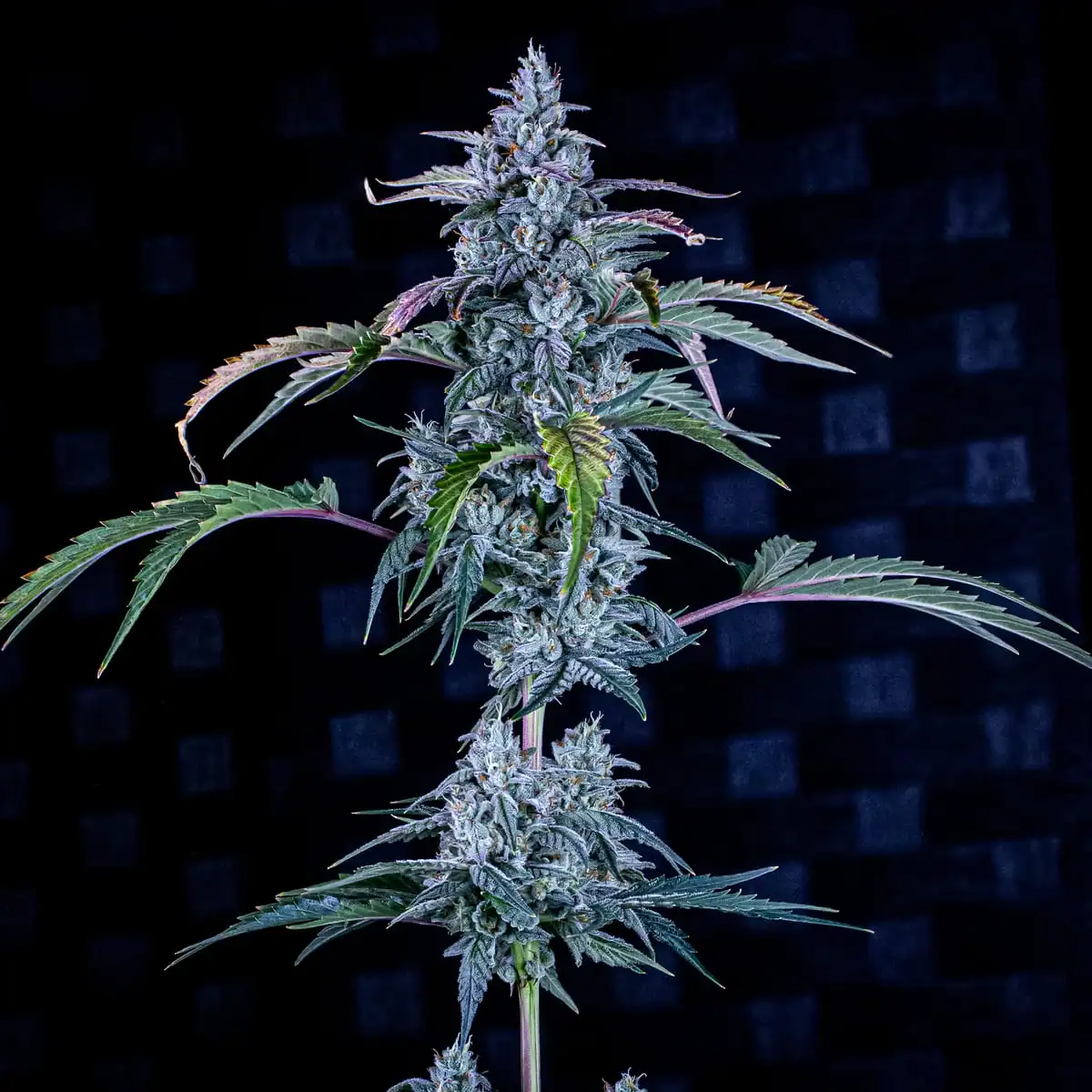Fugue State Auto - Mephisto Genetics